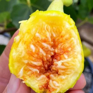 10 Yellow Long Neck Fig Tree Starter Plugs - Ficus carica - Sweet Golden Fruit - Image 4