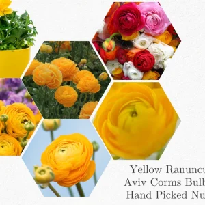 10 Yellow Ranunculus Bulbs - Jumbo Size - Vibrant Shade Flowers - Image 3