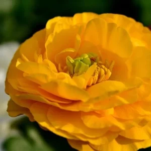 10 Yellow Ranunculus Bulbs - Jumbo Size - Vibrant Shade Flowers - Image 9