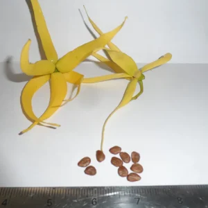 10 Ylang Ylang Tree Seeds - Cananga Odorata - Fragrant Flowers - Image 2