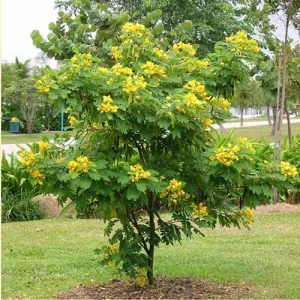 10 Ylang Ylang Tree Seeds - Cananga Odorata - Fragrant Flowers - Image 3