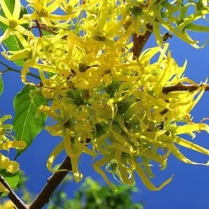 10 Ylang Ylang Tree Seeds - Cananga Odorata - Fragrant Flowers - Image 1