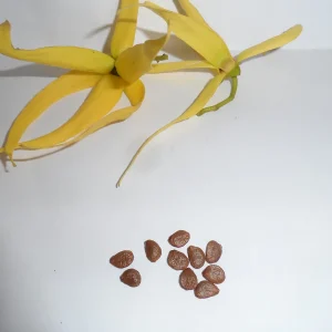 10 Ylang Ylang Tree Seeds - Cananga Odorata - Fragrant Flowers - Image 4