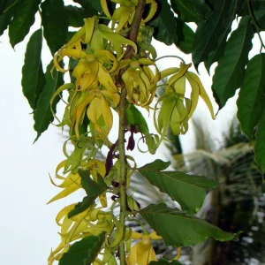 10 Ylang Ylang Tree Seeds - Cananga Odorata - Fragrant Flowers - Image 5