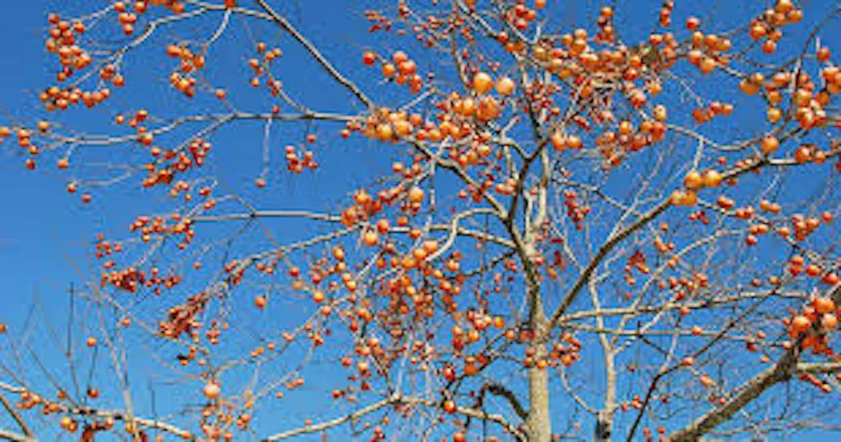 100 American Persimmon Tree Seeds - Diospyros Virginiana Organic Heirloom - Image 6