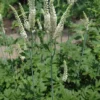 100 Black Cohosh Bare Root Plants - Actaea Racemosa Wildflower - Image 1