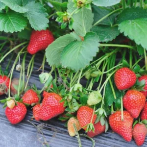100 Blakemore Strawberry Bare Roots - Fragaria x ananassa - Outdoor Fruit Plants - Image 8