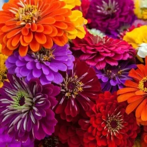 100 California Giant Zinnia Seeds - Heirloom, Non-GMO Annual Flower Seeds - Image 1