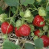 100 Cardinal Strawberry Bare Roots - Fragaria × ananassa - June-Bearing Fruit Plant - Image 1