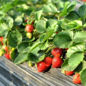 100 Cardinal Strawberry Bare Roots - Fragaria × ananassa - June-Bearing Fruit Plant - Image 7