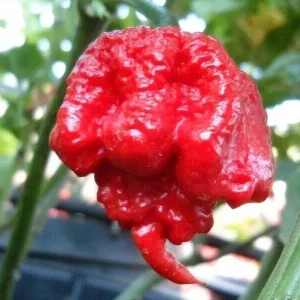 100 Carolina Reaper Chili Pepper Seeds - World Record Hot Peppers Vegetable Seeds - Image 1