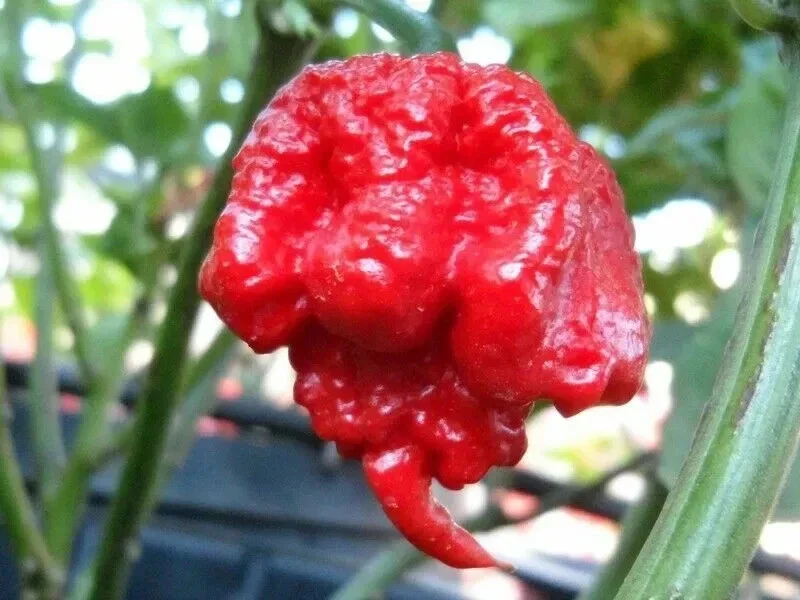100 Carolina Reaper Chili Pepper Seeds - World Record Hot Peppers Vegetable Seeds - Image 1