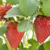 100 Chandler Strawberry Bare Roots - Fragaria × ananassa - June-Bearing - Image 1