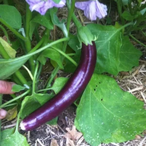 100+ Chinese Long Purple Eggplant Seeds - Aubergine Vegetable Seed - Image 2