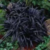 100 Containers of 2.5 Inch Pot of Black Mondo Decorative Grass, nice plant - Image 1