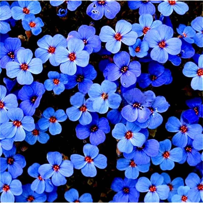 100+ Creeping Thyme Seeds - Thymus Serpyllum Ground Cover Herb Seeds Blue Flowers - Image 2
