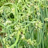 100 Egyptian Walking Onion Seeds - Multiplier Tree Onion Perennial - Image 1