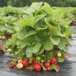 100 Eversweet Strawberry Bare Roots - Everbearing, Heat Tolerant Plants - Image 3
