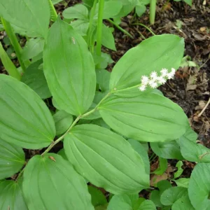100 False Solomon's Seal Plants Bare Root Maianthemum Racemosum Native Wildflower - Image 1