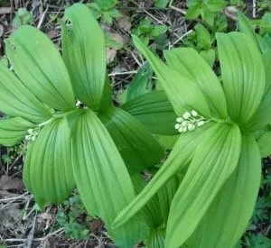 100 False Solomon's Seal Plants Bare Root Maianthemum Racemosum Native Wildflower - Image 8