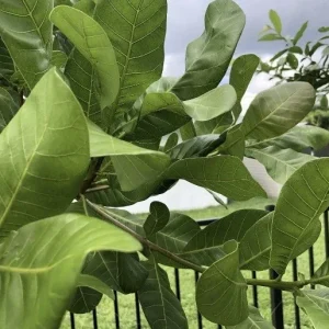 100 Fresh Cashew Leaves - Organic, Culinary, Medicinal - Image 7