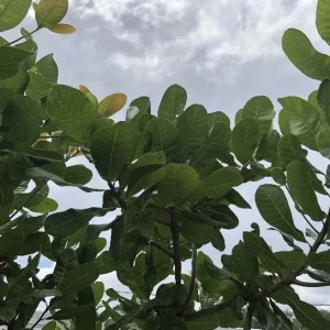100 Fresh Organic Cashew Leaves - Culinary & Herbal Use - Image 4