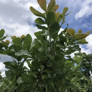 100 Fresh Organic Cashew Leaves - Naturally Grown foliage - Image 2