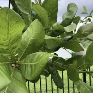 100 Fresh Organic Cashew Leaves - Naturally Grown foliage - Image 3