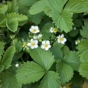 100 Honeoye Strawberry Bare Roots - June-Bearing, High Yield, Sweet Berries - Image 2