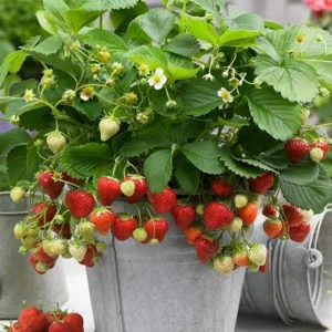 100 Honeoye Strawberry Bare Roots - June-Bearing, High Yield, Sweet Berries - Image 3