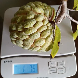 100+ Organic Sugar Apple Annona Squamosa Seeds Tropical Fruit Grow Kits - Image 2
