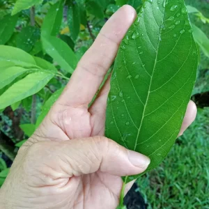 100+ Organic Sugar Apple Leaves - Fresh Custard Apple, Annona Squamosa Leaves, Green, Evergreen - Image 1