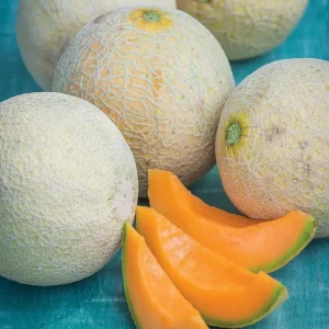 100+ Organic Sugar Kiss Melon Seeds - Sweet Cantaloupe for Home Garden - Image 1