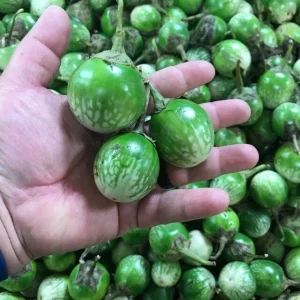 100+ Organic Thai Eggplant Seeds - Petch Siam / Matti Gulla Cà Pháo - Non-GMO - Image 1