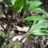 100 Organic Wild Ramps Bulbs - Allium Tricoccum Bare Root for Planting - Image 1
