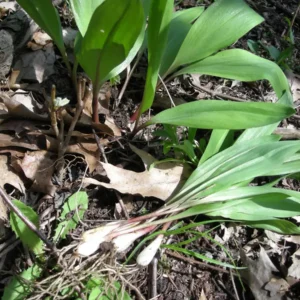 100 Organic Wild Ramps Bulbs - Allium Tricoccum Bare Root Wildflower - Image 9