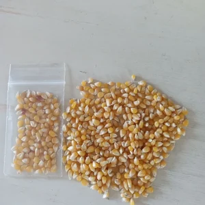 100+ Organic Yellow Lady Fingers Popcorn Seeds - NON-GMO Garden Seeds - Image 2