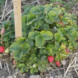 100 Quinault Strawberry Bare Roots - Everbearing Fruit Plant for Gardens - Image 7