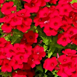 100 Red Scarlet Phlox Drummondii Flower Seeds - Perennial Outdoor - Image 1