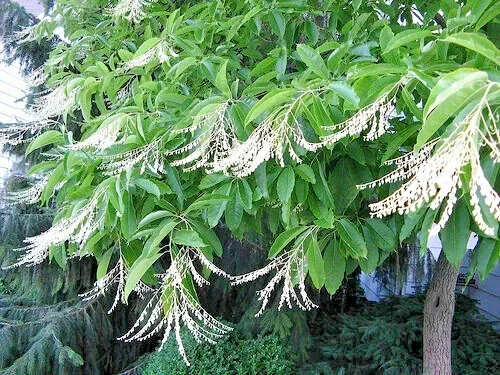 100 Sourwood Tree Seeds (Oxydendrum arboreum) - Honey Bee Tree, Cold Hardy, Deciduous, Flowering - Image 2