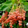 100 Sourwood Tree Seeds (Oxydendrum arboreum) - Honey Bee Tree, Cold Hardy, Deciduous, Flowering - Image 1
