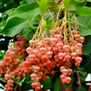 100 Sourwood Tree Seeds (Oxydendrum arboreum) - Honey Bee Tree, Cold Hardy, Deciduous, Flowering - Image 1