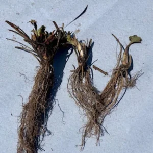 100 Surecrop Strawberry Bare Roots - Fragaria ananassa - June-Bearing - Image 4