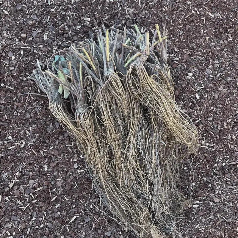 100 Sweet Charlie Strawberry Bare Roots - Fragaria - June-Bearing Fruit Plant - Image 3