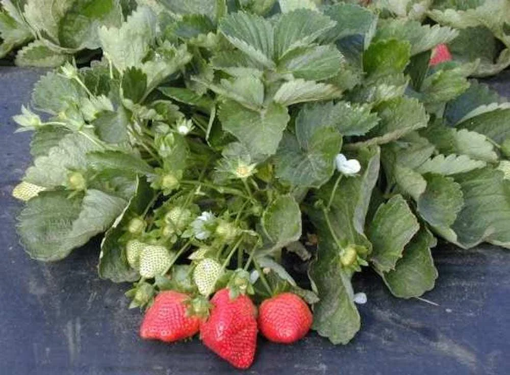 100 Sweet Charlie Strawberry Bare Roots - Fragaria - June-Bearing Fruit Plant - Image 5