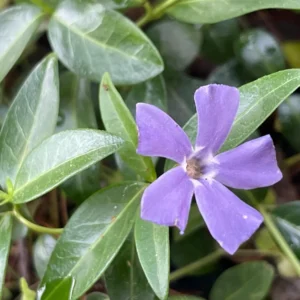 100+ Vinca Minor Periwinkle Live Plants - Evergreen Ground Cover Bare Roots, Zones 4-9 - Image 2