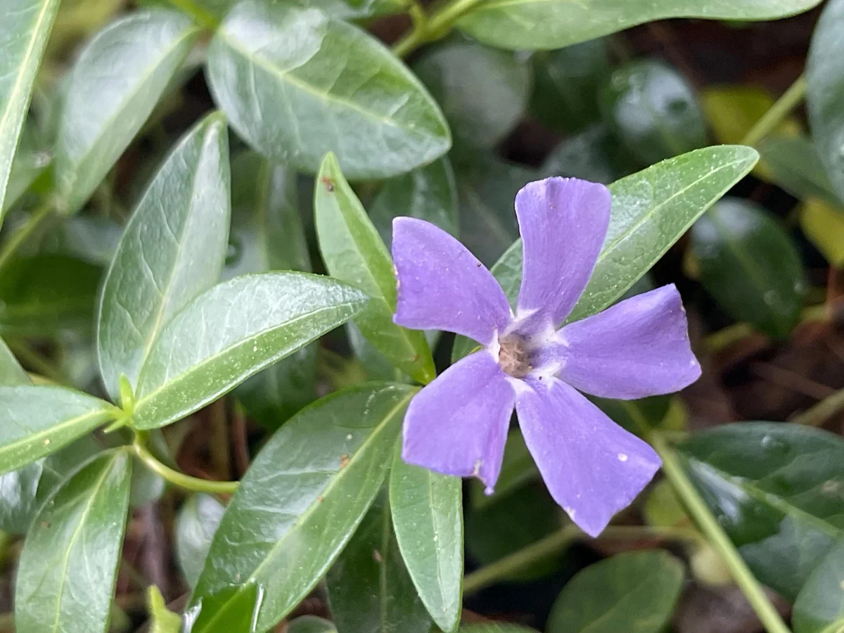 100+ Vinca Minor Periwinkle Live Plants - Evergreen Ground Cover Bare Roots, Zones 4-9 - Image 2