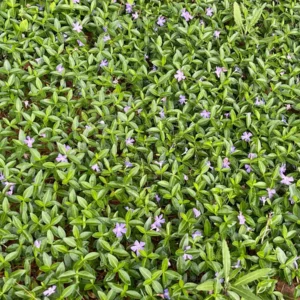 100+ Vinca Minor Periwinkle Live Plants - Evergreen Ground Cover Bare Roots, Zones 4-9 - Image 3