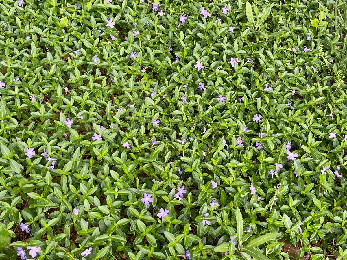100+ Vinca Minor Periwinkle Live Plants - Evergreen Ground Cover Bare Roots, Zones 4-9 - Image 3