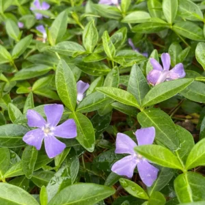 100+ Vinca Minor Periwinkle Live Plants - Evergreen Ground Cover Bare Roots, Zones 4-9 - Image 1